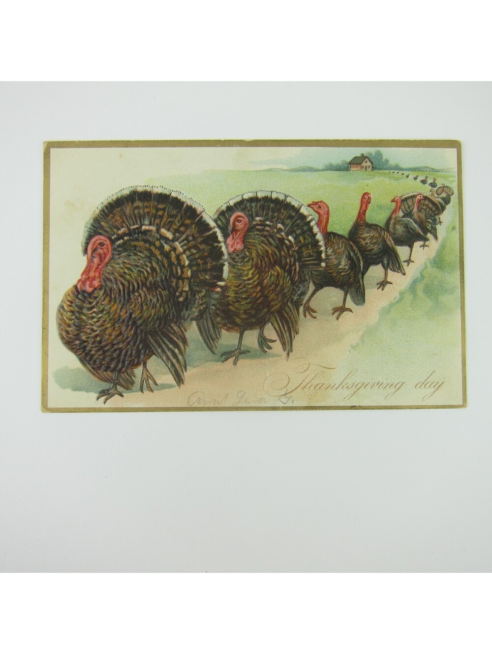 Thanksgiving Postcard Wild Turkeys on Parade Raphael Tuck Embossed Antique 1908